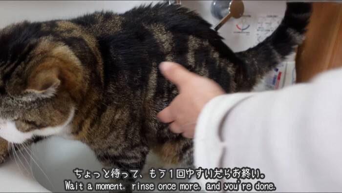 『泥んこになった猫』を洗っていたら…マイペースな姿が微笑ましいと笑顔になる人続出「笑ってしまった」「脱走を試みるｗ」と9万再生
