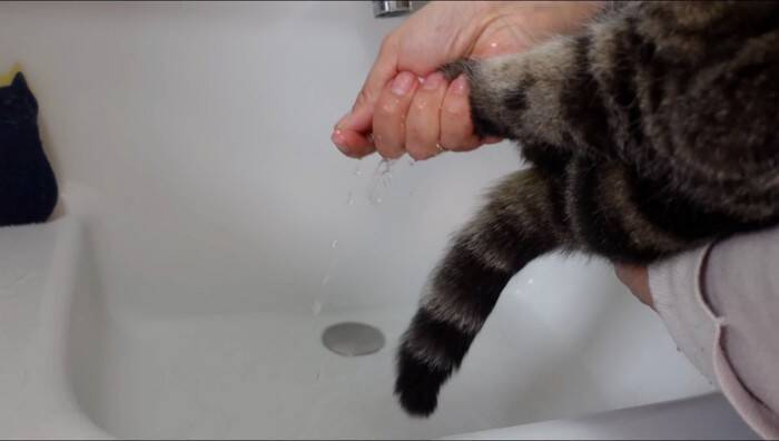 『泥んこになった猫』を洗っていたら…マイペースな姿が微笑ましいと笑顔になる人続出「笑ってしまった」「脱走を試みるｗ」と9万再生