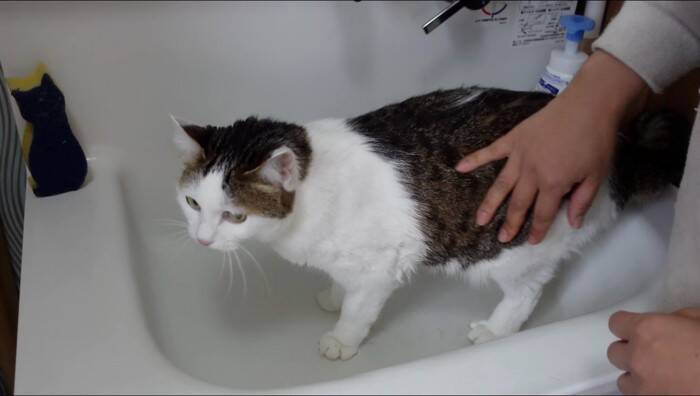 『泥んこになった猫』を洗っていたら…マイペースな姿が微笑ましいと笑顔になる人続出「笑ってしまった」「脱走を試みるｗ」と9万再生