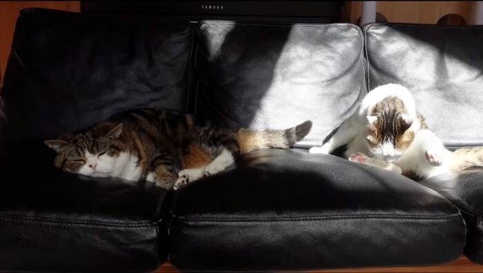 『泥んこになった猫』を洗っていたら…マイペースな姿が微笑ましいと笑顔になる人続出「笑ってしまった」「脱走を試みるｗ」と9万再生