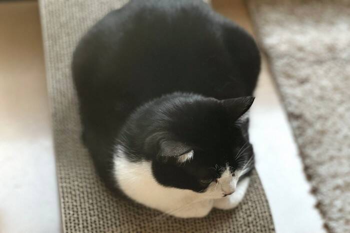 猫が『香箱座り』をする理由4選　可愛い姿勢に隠された心理まで解説