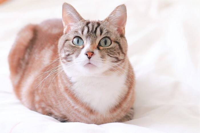 猫が『香箱座り』をする理由4選　可愛い姿勢に隠された心理まで解説