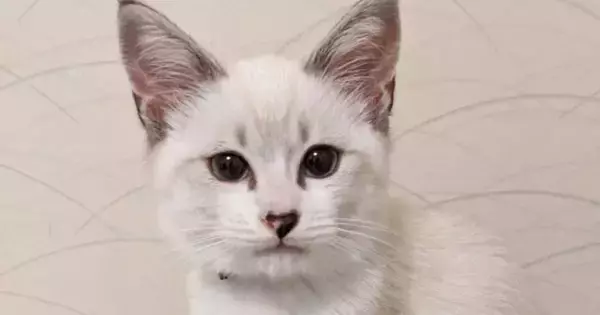 ほぼ白色だった子猫→成長したら……違う猫にしか見えない『驚愕のビフォーアフター』に３万いいね「誰ｗｗ」「分からなさすぎるｗ」と爆笑の声