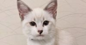 ほぼ白色だった子猫→成長したら……違う猫にしか見えない『驚愕のビフォーアフター』に３万いいね「誰ｗｗ」「分からなさすぎるｗ」と爆笑の声