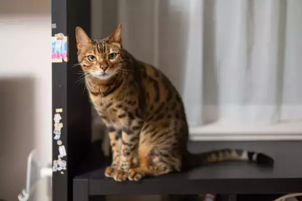 猫が『初対面の人』に取りがちな行動4選　仲良くなるための応え方も