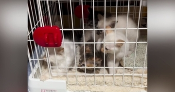 ケージの中にいる『6匹の赤ちゃん猫』→先輩猫が近づいてくると……まさかの光景が175万再生「リトルグリーンメンｗ」「表情が可愛すぎる」