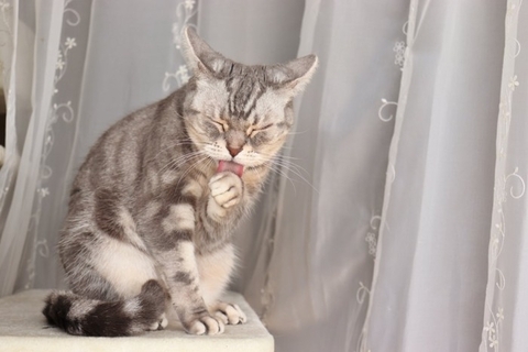 『神経質な猫』に見られる5つの特徴　飼い主が意識すべき接し方も解説