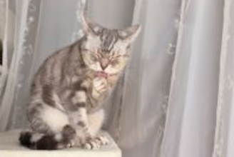 『神経質な猫』に見られる5つの特徴　飼い主が意識すべき接し方も解説