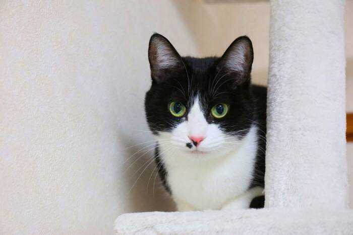 『神経質な猫』に見られる5つの特徴　飼い主が意識すべき接し方も解説