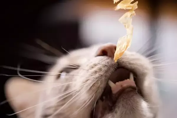 猫が夢中になる『大好物な食べ物』3選　好んで食べる理由と与え方のポイント