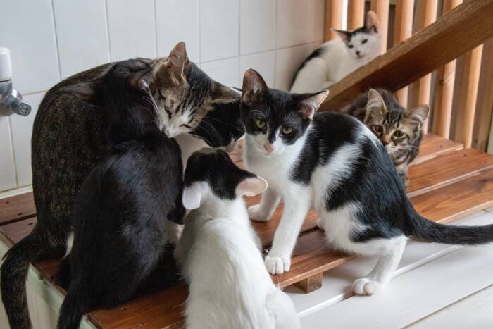 猫を救う『寄付先』を選ぶときのポイント5つ　信頼できる団体の見分け方から支援の方法まで