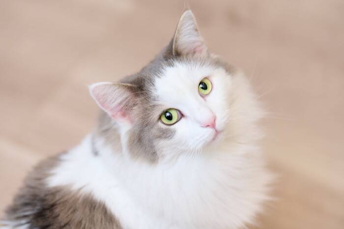 猫がつい耳を傾けてしまう『大好きな言葉』4選　嬉しいときに見せる仕草や話し方のコツ