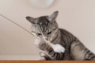 100均で揃えられるコスパの良い『猫グッズ』5選　意外なアイテムやおすすめの活用法まで
