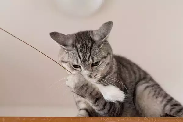 100均で揃えられるコスパの良い『猫グッズ』5選　意外なアイテムやおすすめの活用法まで
