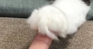 人差し指で『猫のおてて』を触っていると→表情が変化して…微笑ましい光景に癒される人が続出「何回も見てしまった」「安心したのかな」