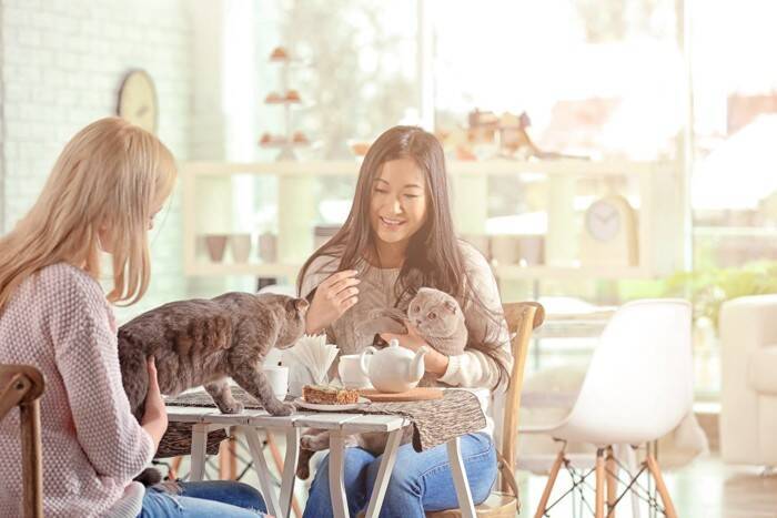 『猫カフェ』に行くなら知っておくべきNG行為5つ　身だしなみの注意点や守るべきマナーをご紹介