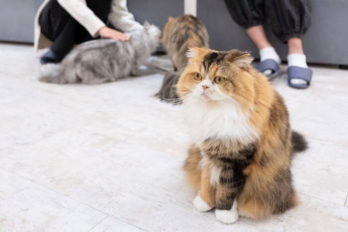 『猫カフェ』に行くなら知っておくべきNG行為5つ　身だしなみの注意点や守るべきマナーをご紹介