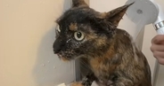 大人しくていい子な猫→『お風呂』に入れると…想像以上の光景に「めっちゃ平和ｗ」「すごい天才」「本当にいい子」と称賛の声続出