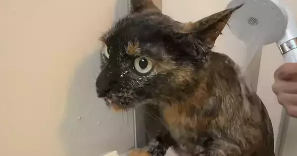 大人しくていい子な猫→『お風呂』に入れると…想像以上の光景に「めっちゃ平和ｗ」「すごい天才」「本当にいい子」と称賛の声続出