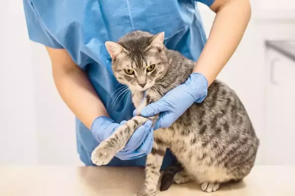 猫が『脱臼』しているときの症状4つ　起こりやすい関節や取るべき対処法