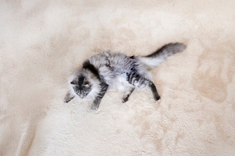 猫が『例えられがちなもの』6つ　思わず納得するさまざまなパターンをご紹介