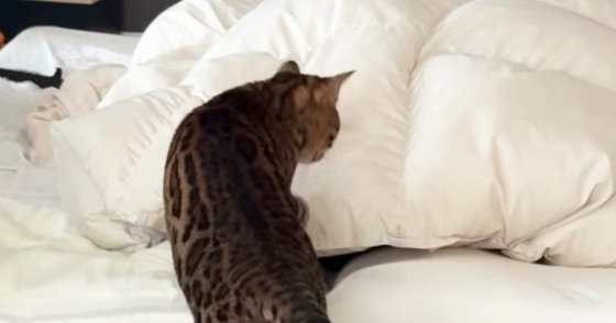 優しくパパを起こす猫→二度寝されそうになった結果…『爆笑の展開』が53万再生「はよ起きろって言ってそうｗ」「うちにも欲しいｗ」