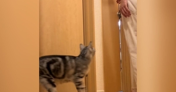 パパの後を追いかける猫→突然『置いてけぼり』にされてしまい…尊すぎる光景に「もう最高に可愛い」「意地悪したくなるのわかる」と69万再生