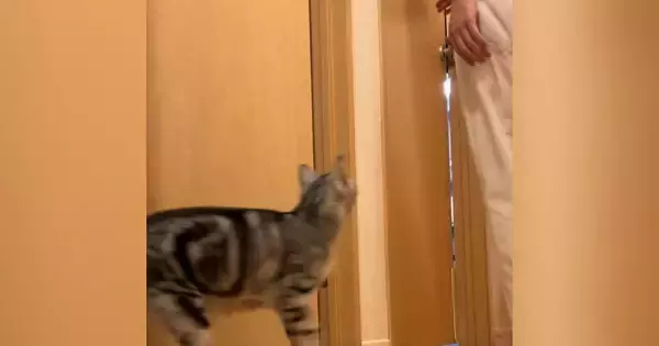 パパの後を追いかける猫→突然『置いてけぼり』にされてしまい…尊すぎる光景に「もう最高に可愛い」「意地悪したくなるのわかる」と69万再生