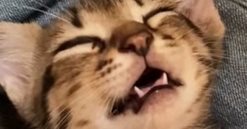口を開けて爆睡していた子猫→約3年後…まさかのビフォーアフターに「変わってなくて愛おしいｗ」「立派になったね」と癒される人が続出