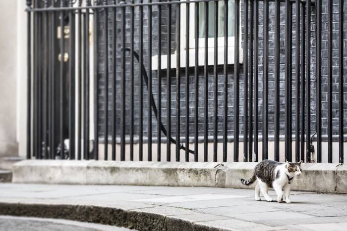 のんびり隠居生活から再び現役へ！「辣腕」外交官猫が4年ぶりに仕事に復帰　英国
