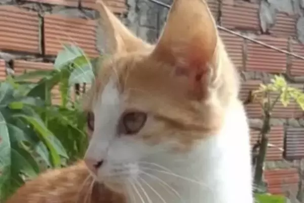 結婚式のサプライズゲストは可愛い『子猫』！みんなが笑顔になった、最高のハッピーエンドとは？