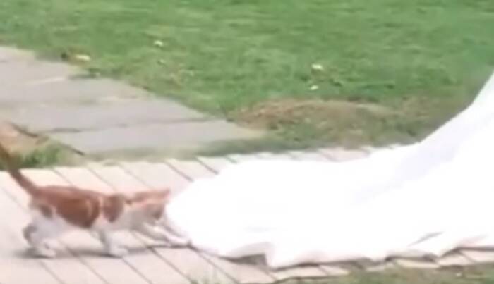 結婚式のサプライズゲストは可愛い『子猫』！みんなが笑顔になった、最高のハッピーエンドとは？