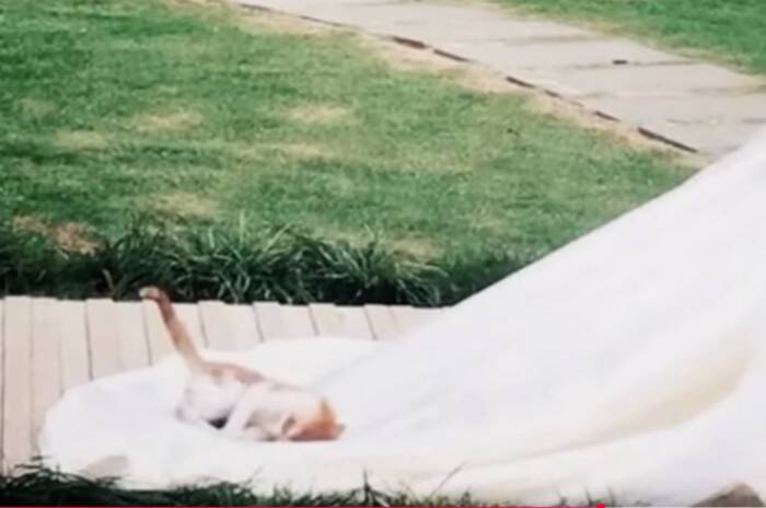 結婚式のサプライズゲストは可愛い『子猫』！みんなが笑顔になった、最高のハッピーエンドとは？