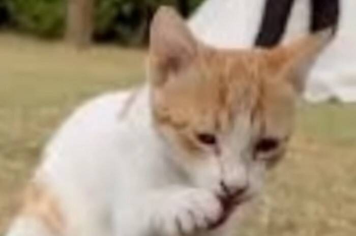 結婚式のサプライズゲストは可愛い『子猫』！みんなが笑顔になった、最高のハッピーエンドとは？