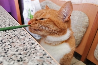 猫が口にしてはいけない『危険な野菜』3選　最悪命を落とすリスクも…誤飲したときの対処法まで