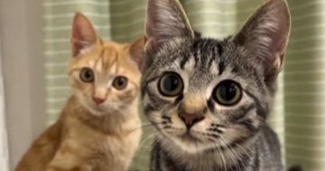 譲渡会で出会った『険しい表情のきょうだい子猫』を迎えた結果…心温まる『1年間の軌跡』が53万再生「愛があふれてる」「勝手に落ちた顔ｗｗ」