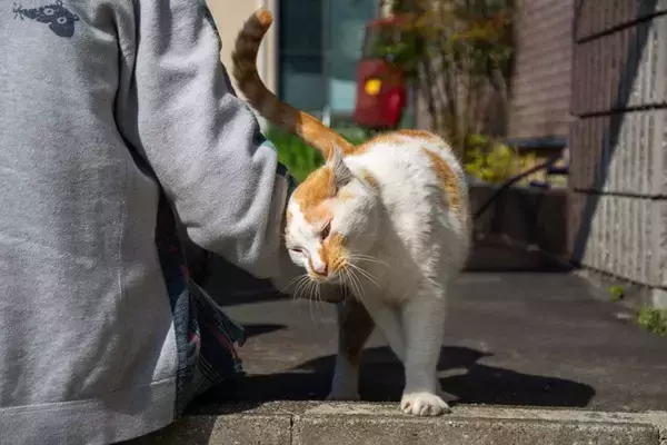 『人のことが大好きな猫』がする4つの行動　気付いてあげたいサインや上手な応え方
