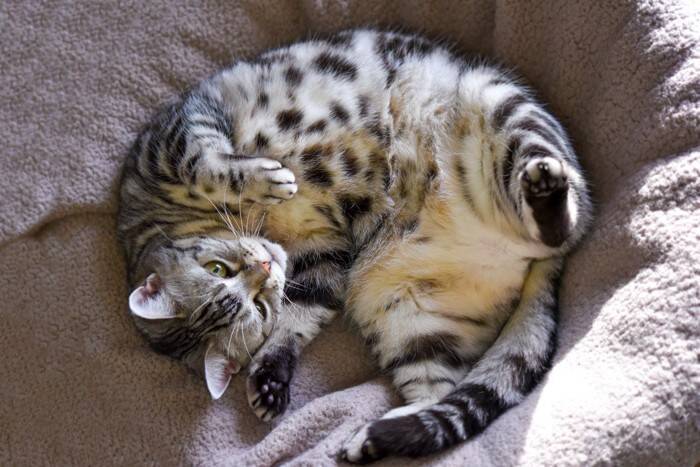 猫に『幸せを与えられる人』の特徴５つ　愛猫が心地よく暮らせる理想の飼い主像