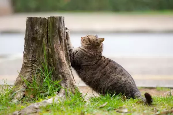 猫社会で守られている『暗黙のルール』4選　良好な関係を保つために欠かせないこと