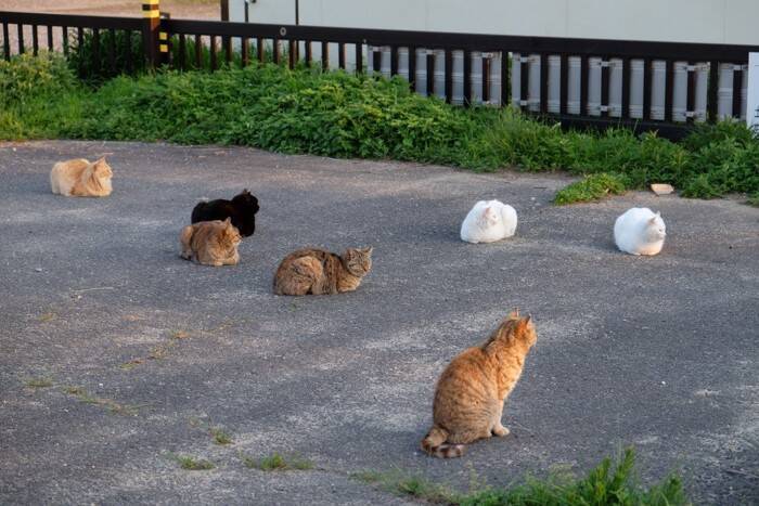 猫社会で守られている『暗黙のルール』4選　良好な関係を保つために欠かせないこと