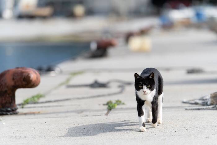 猫社会で守られている『暗黙のルール』4選　良好な関係を保つために欠かせないこと