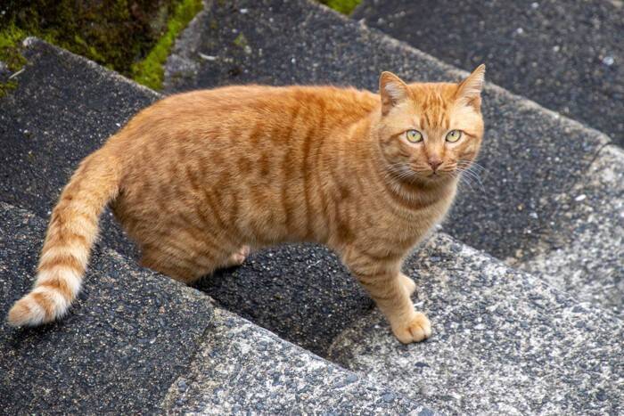 猫社会で守られている『暗黙のルール』4選　良好な関係を保つために欠かせないこと