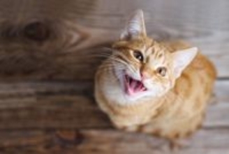 猫が『鳴きながらウロウロしている』ときの理由5つ　何かを訴えているの？適切な対処法まで解説