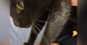 よく『猫に踏まれる夫』→今回踏まれていた場所が……笑ってしまう瞬間に１万いいね「旦那さんうれしそうｗ」「仕留めに来てるね」