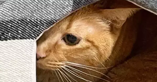 新品の『ねこベッド』を普通に使ってくれていた猫→翌日になると…『まさかの光景』に爆笑の声「たまらんｗ」「うちの子も同じことしてたｗ」