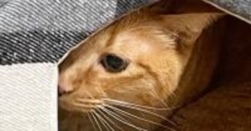 新品の『ねこベッド』を普通に使ってくれていた猫→翌日になると…『まさかの光景』に爆笑の声「たまらんｗ」「うちの子も同じことしてたｗ」