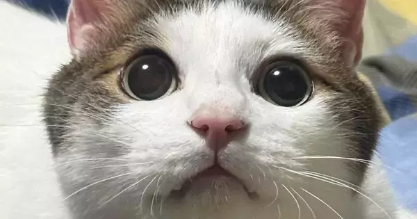 キラキラとした瞳の猫→表情が変わると…同じ猫とは思えない『驚きの変貌ぶり』に爆笑「きゅるんとしてたのにｗ」「カラコンを取った後みたい」
