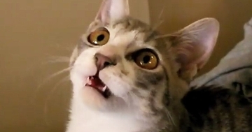 猫じゃらしの棒の部分で遊んだら…想像以上に『お喋りが止まらない猫の様子』が327万再生「なんて可愛いんだ」「もうたまらない」と悶絶の声