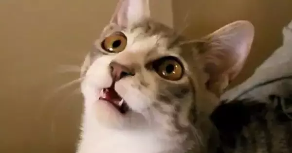 猫じゃらしの棒の部分で遊んだら…想像以上に『お喋りが止まらない猫の様子』が327万再生「なんて可愛いんだ」「もうたまらない」と悶絶の声