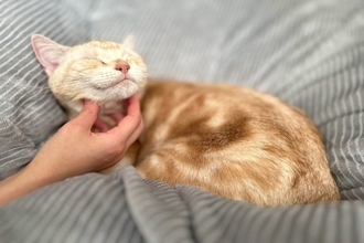 猫が『笑っているような顔』をしているときの理由3選　どんな心理が考えられる？気持ちを読み取るコツまで